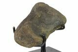 3.6" Hadrosaur (Hypacrosaur) Phalange with Metal Stand - Montana - #132005-4